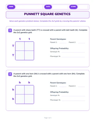 Punnett Square Genetics